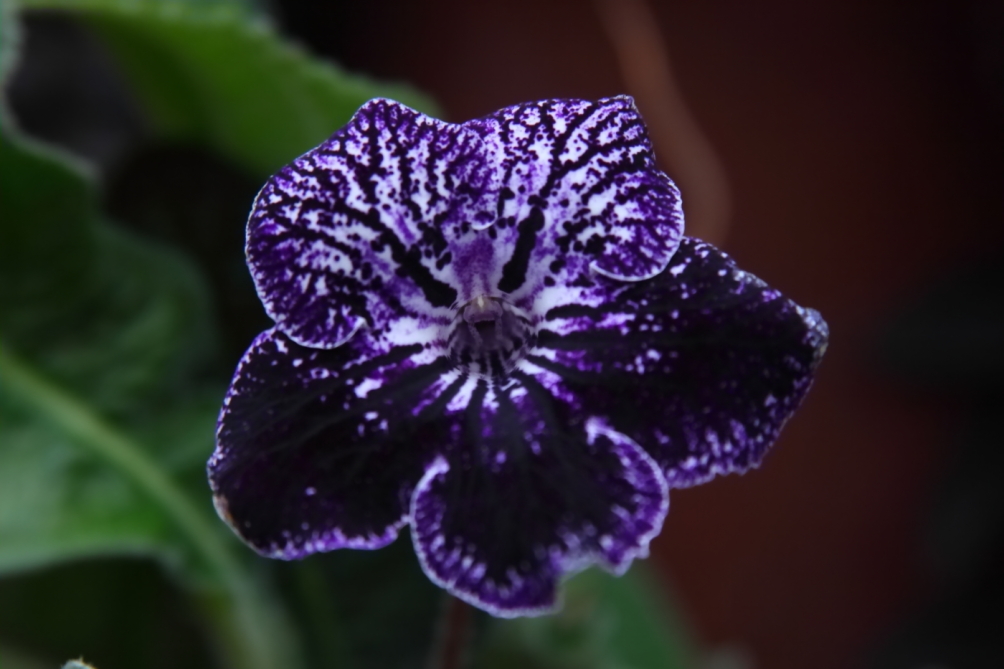 2013 02 23 IMG 5988